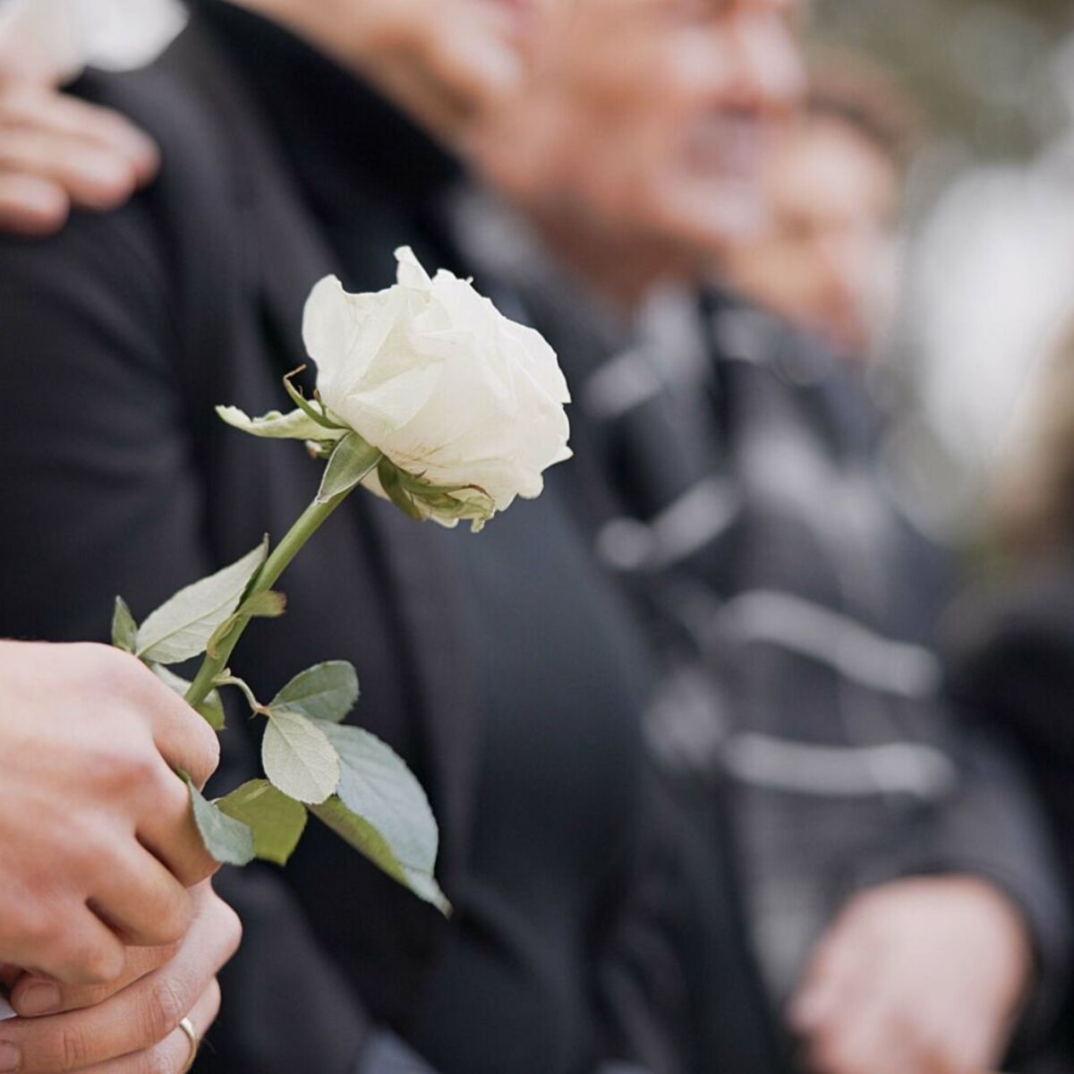 Hands, rose and a person at a funeral in a cemetery in grief while mourning loss at a memorial service. Death, flower and an adult in a suit at a graveyard in a crowd for an outdoor burial closeup.